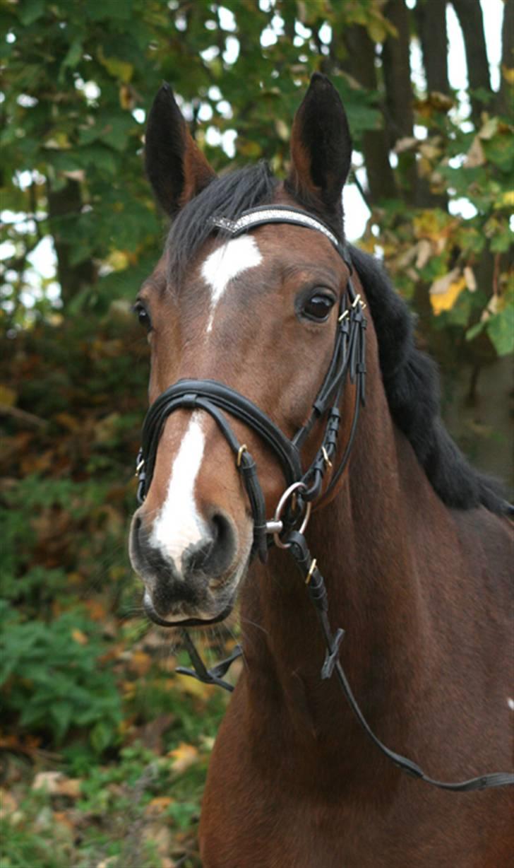 Dansk Varmblod Miss Manley R.I.P 23/10 billede 15