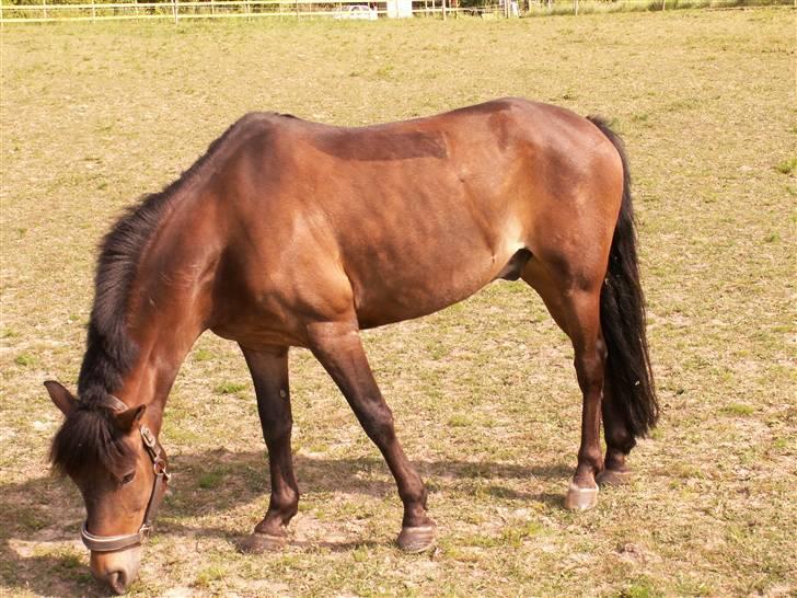 New Forest vognmandgårdens comet  - comet 2 år efter jeg købte ham (efter) billede 15