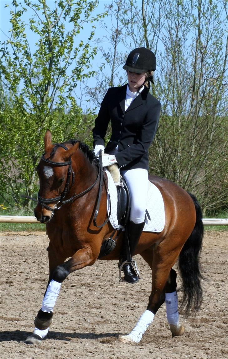 DSP Marengo - SOLGT :'( :'( - Stævne i Skærbæk 2 plads ! Fotograf: Annemette´min<3  billede 17