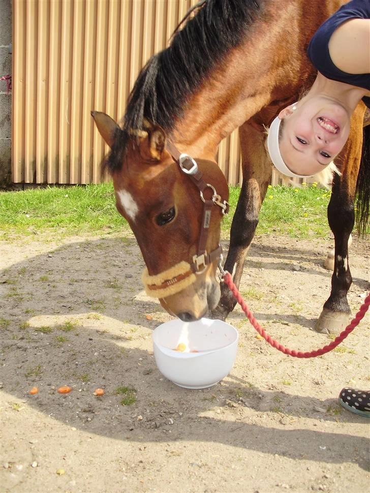 DSP Marengo - SOLGT :'( :'( - Marengo der spiser sin fødselsdags kage & mig ved siden af <3 Fotograf: Mette Rahr <3  billede 18