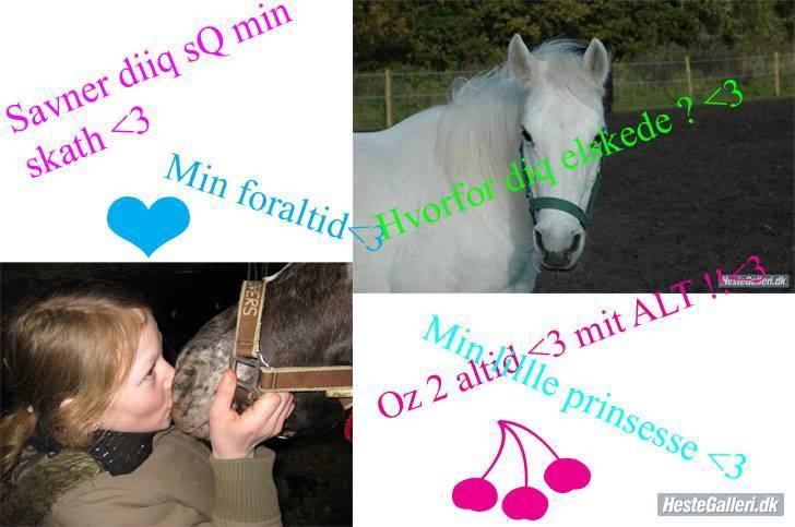Anden særlig race »Olivia†RIP†MinDrøm*: ‹3 - 1. Velkommen til Olivia´s profil<3 Diq&Miq 4-ever muzs;* <3foto: MCL og Phiina<3 Når vi en dag ses igen er jeg i himlen ! ;´I <3 billede 1