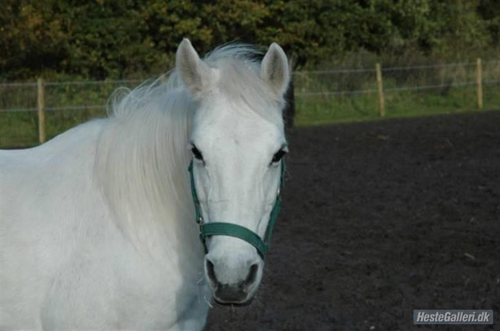 Anden særlig race »Olivia†RIP†MinDrøm*: ‹3 - 2. Når vi en dag ses igen er jeg i himlen ! ;´I <3 foto: MCL<3 Det bedste billed af Olivia ever ! billede 2