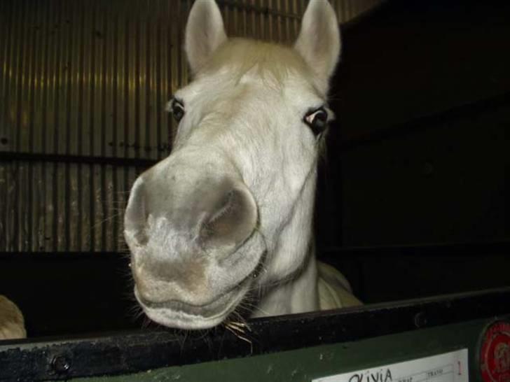 Anden særlig race »Olivia†RIP†MinDrøm*: ‹3 - 3. Når vi en dag ses igen er jeg i himlen ! ;´I <3 taget af MCL. <3 billede 3