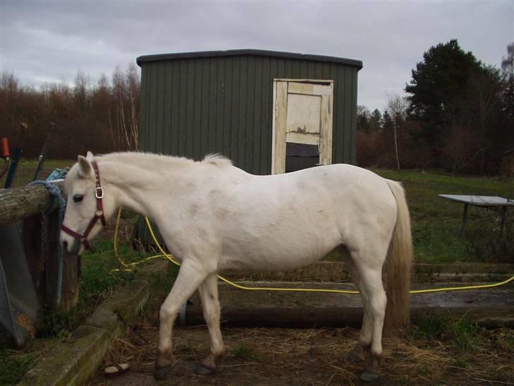 Anden særlig race »Olivia†RIP†MinDrøm*: ‹3 - 4. Når vi en dag ses igen er jeg i himlen ! ;´I <3 foto: MCL<3 Du vil aldrig stå bundet i himlen! <3 ;´l billede 4