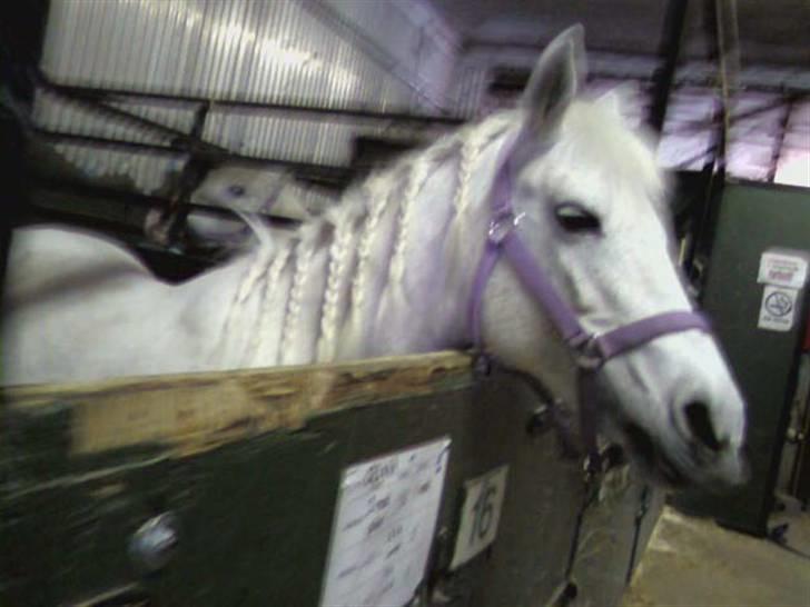 Anden særlig race »Olivia†RIP†MinDrøm*: ‹3 - 5. Når vi en dag ses igen er jeg i himlen ! ;´I <3 foto: MCL<3 {Se lige Luca i baggrunden:} Du er 10 gange smukker nu hvor du er i hiumlen miin!!<3 ;´l billede 5