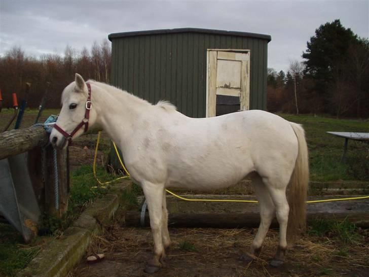 Anden særlig race »Olivia†RIP†MinDrøm*: ‹3 - 6. Når vi en dag ses igen er jeg i himlen ! ;´I <3 foto: MCL<3 Du kan slappe af hvert eneste sekundt i himlen miin!! <3 ;´l billede 6