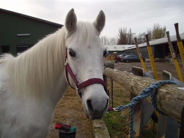 Anden særlig race »Olivia†RIP†MinDrøm*: ‹3 - 7. Når vi en dag ses igen er jeg i himlen ! ;´I <3 foto: MCL<3 Min engel<3 ;´l billede 7