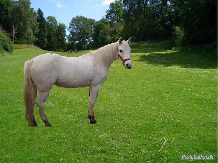 Anden særlig race »Olivia†RIP†MinDrøm*: ‹3 - 8. Når vi en dag ses igen er jeg i himlen ! ;´I <3 foto: MCL<3 Du vil ALTID være den mest betydningsfulde i´;  billede 8