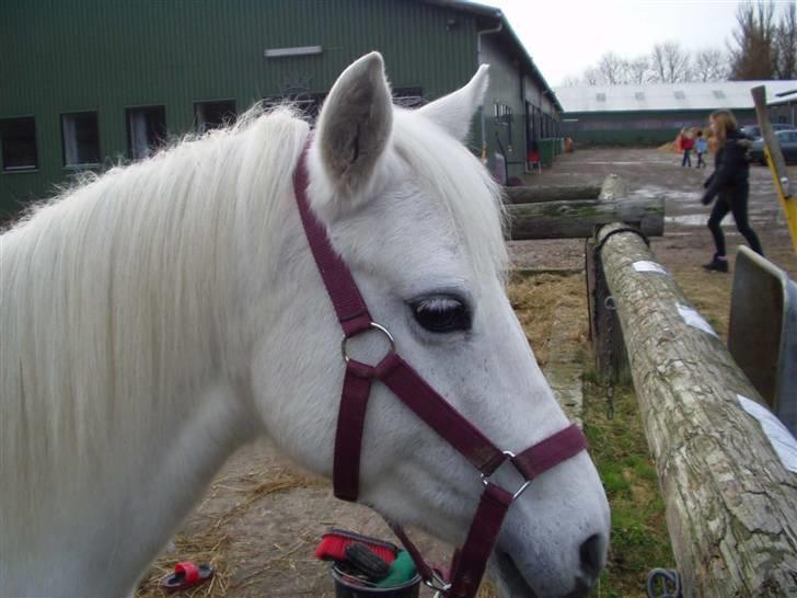 Anden særlig race »Olivia†RIP†MinDrøm*: ‹3 - 9. Når vi en dag ses igen er jeg i himlen ! ;´I <3 foto: MCL<3 Du vil du altid være fri som vinden skat<3 ;´l billede 9