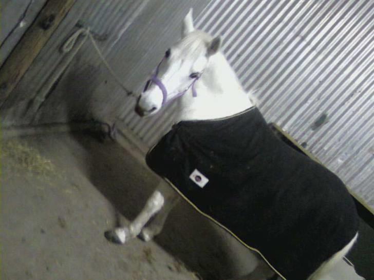 Anden særlig race »Olivia†RIP†MinDrøm*: ‹3 - 10. Når vi en dag ses igen er jeg i himlen ! ;´I <3 foto: MCL<3 Minder !´;  billede 10