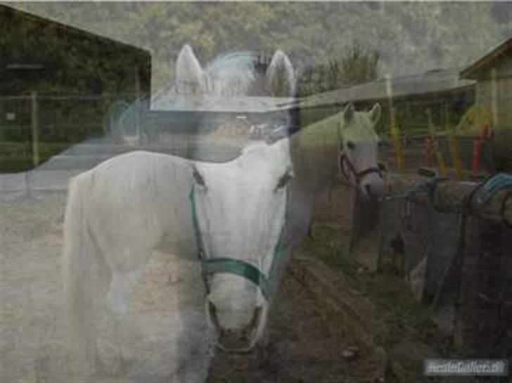 Anden særlig race »Olivia†RIP†MinDrøm*: ‹3 - 11. Når vi en dag ses igen er jeg i himlen ! ;´I <3 foto: MCL<3 Den eneste <3 ;´l billede 11