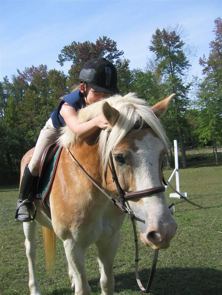 Haflinger Ziggi SOLGT. - velkommen (: billede 1