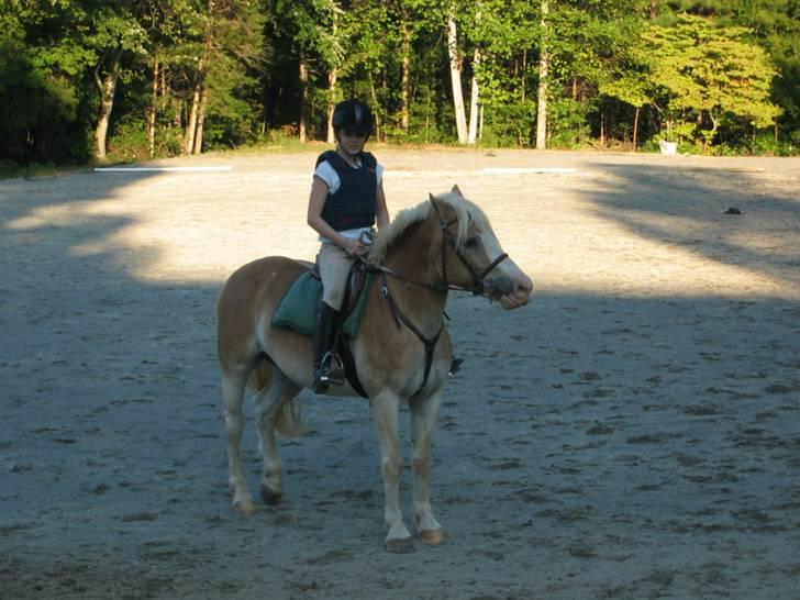 Haflinger Ziggi SOLGT. - vi skal til at opvarme (: billede 2