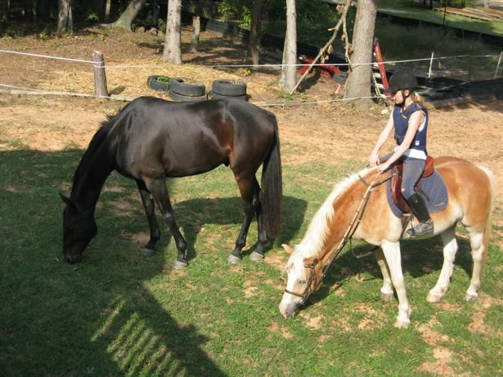 Haflinger Ziggi SOLGT. - red op i forhaven, og jaytii fulgte med hehe. billede 3