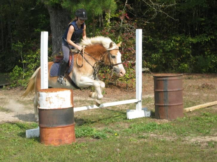Haflinger Ziggi SOLGT. - øver spring. billede 4