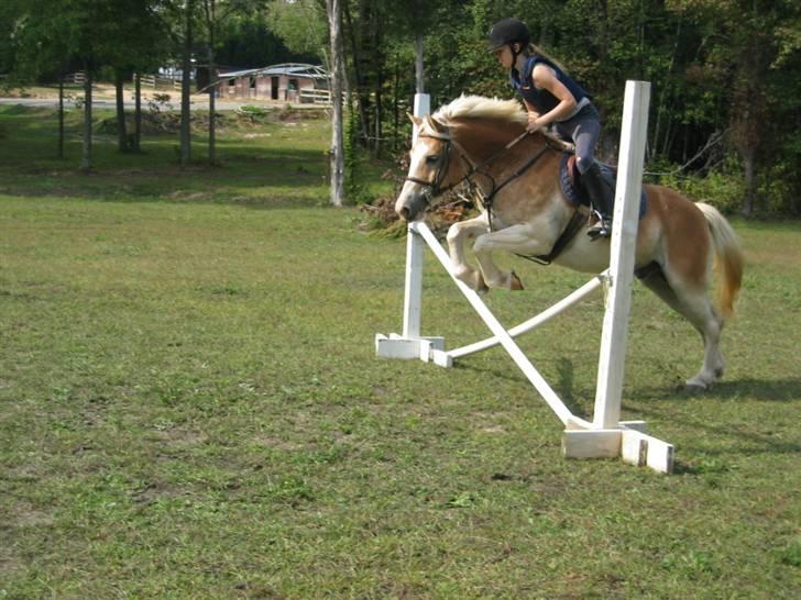 Haflinger Ziggi SOLGT. billede 5