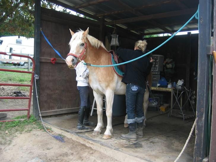 Haflinger Ziggi SOLGT. - så skal der sadles op (: billede 6