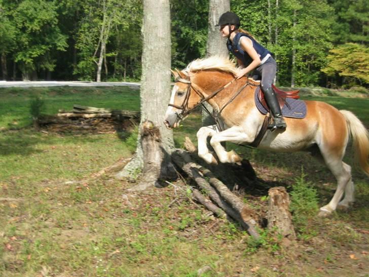 Haflinger Ziggi SOLGT. - naturspring. billede 7