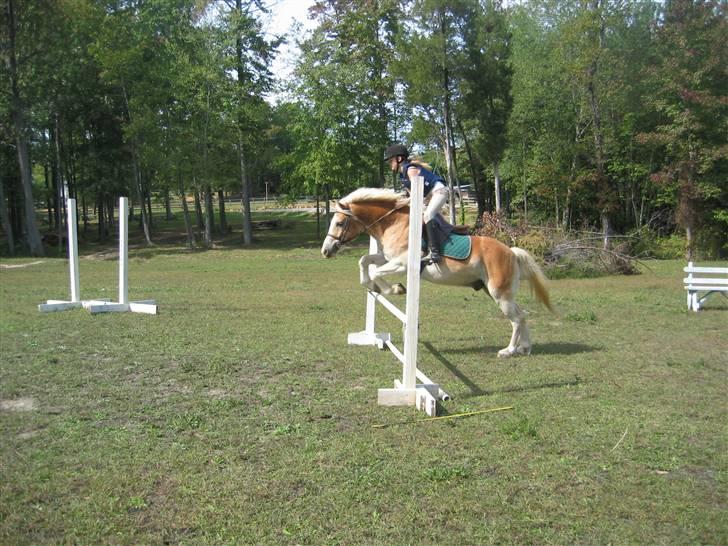 Haflinger Ziggi SOLGT. - jeg fik da trænet ham op til at springe :D billede 10