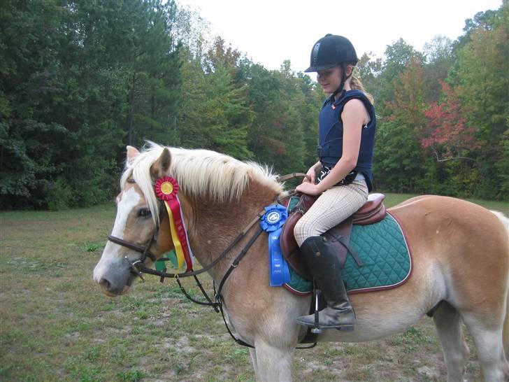 Haflinger Ziggi SOLGT. - overdrev måske lidt. billede 11