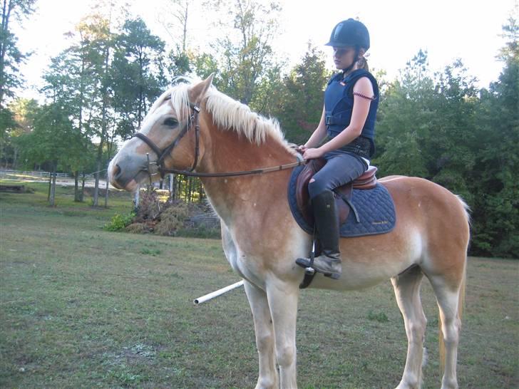 Haflinger Ziggi SOLGT. - inden træning. billede 12