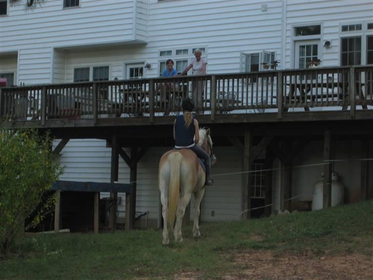 Haflinger Ziggi SOLGT. billede 13
