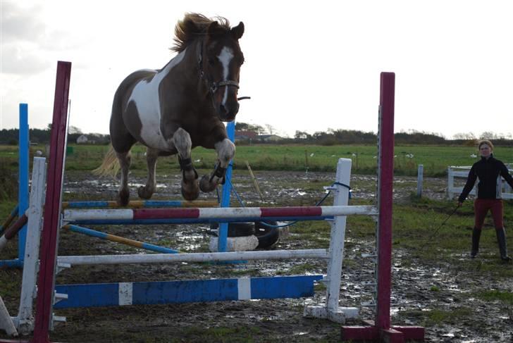 Anden særlig race Charlie *B-PONY* **R.I.P D. 13.03.2012** - Charlie løsspringer derhjemme. billede 12