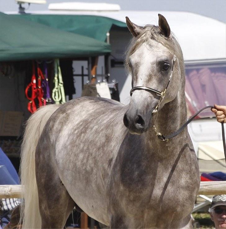 Arabisk fuldblod (OX) : Tamir Ibn Mirokan | ~ Min Drengerøv ~ - Tamir Ibn Mirokan, Til det Nationale og Internationale Championat på Middelfart Ridecenter 2010. Foto: Jani Pedersen billede 1