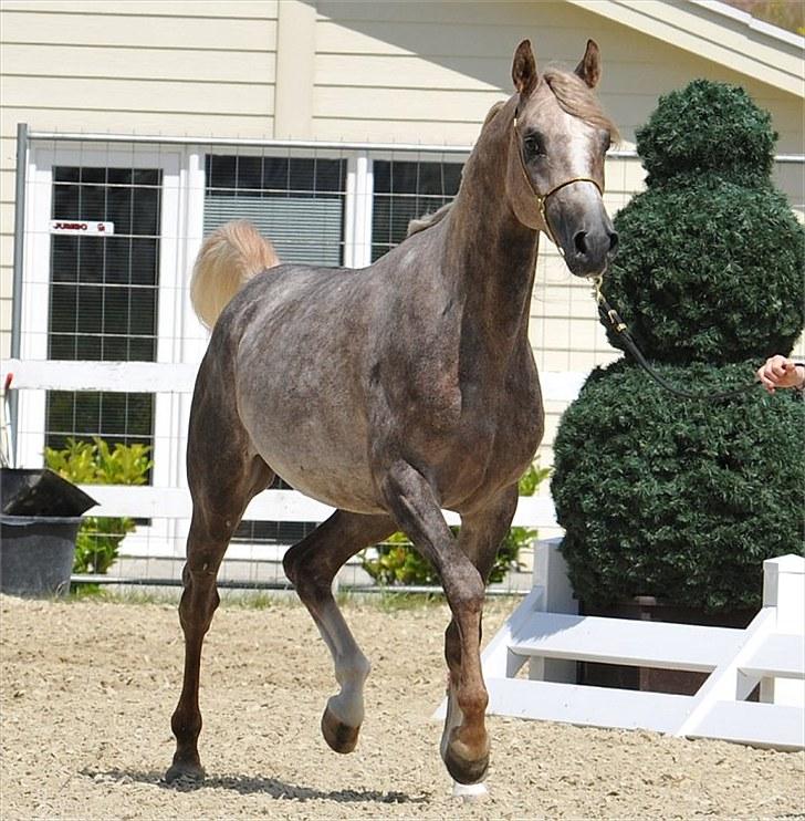 Arabisk fuldblod (OX) : Tamir Ibn Mirokan | ~ Min Drengerøv ~ - Tamir Ibn Mirokan, Til det Nationale Championat på Middelfart Ridecenter 09..    Foto: Jani Pedersen billede 3