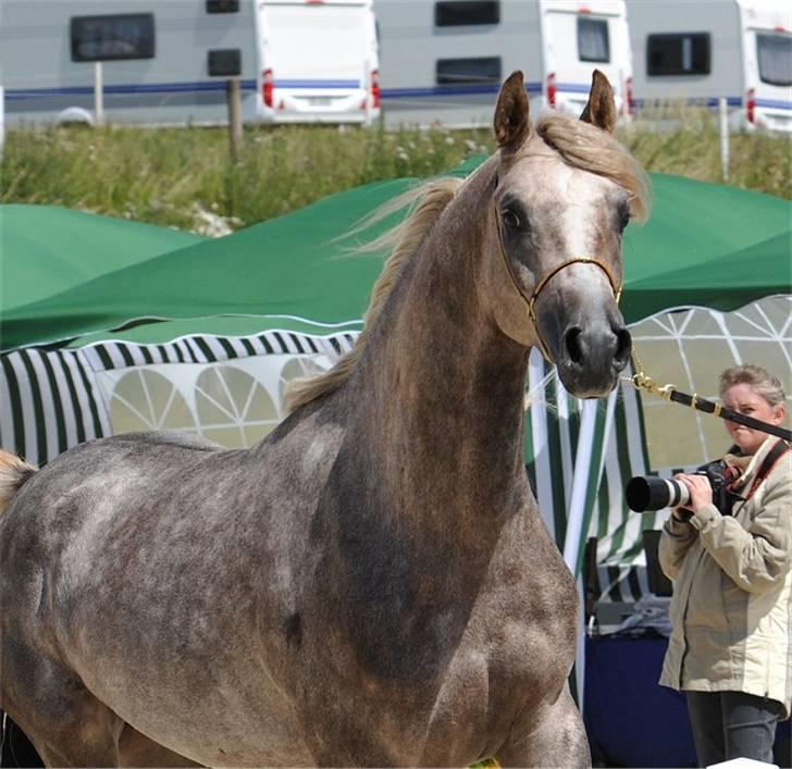 Arabisk fuldblod (OX) : Tamir Ibn Mirokan | ~ Min Drengerøv ~ - Tamir Ibn Mirokan, Til det Nationale Championat på Middelfart Ridecenter 09..    Foto: Jani Pedersen billede 4
