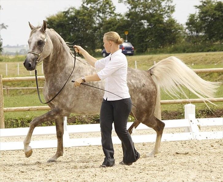 Arabisk fuldblod (OX) : Tamir Ibn Mirokan | ~ Min Drengerøv ~ - Tamir Ibn Mirokan, Til det Nationale og Internationale Championat på Middelfart Ridecenter 2010 Foto: Jani Pedersen billede 6