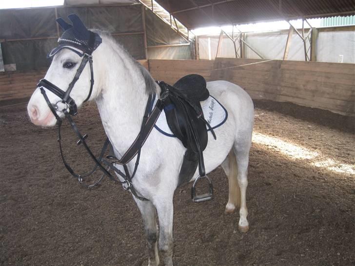 Welsh Pony (sec B) Mr. Caymann billede 1