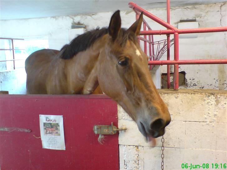 Knabstrupper : Coco's Dynamite | ~ Min Gamle Dame ~ - Sommer 08 billede 11