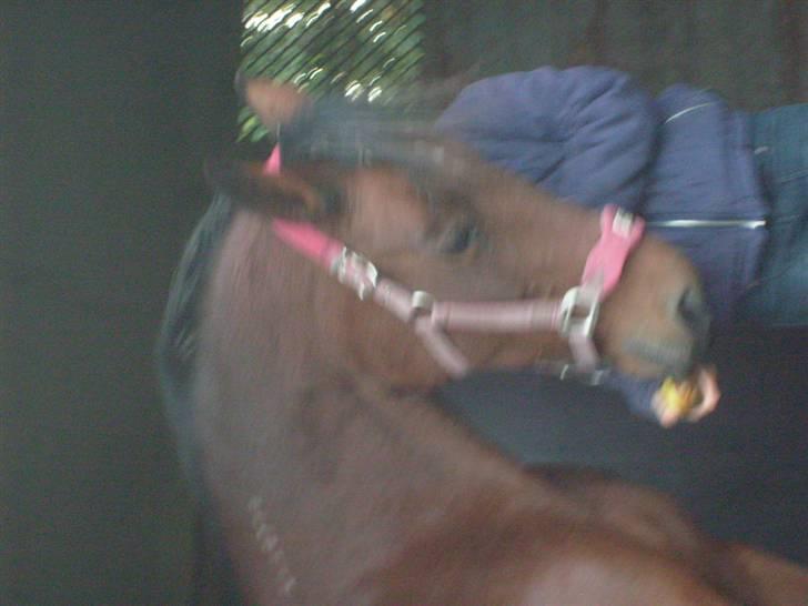 Traver Annabell billede 2