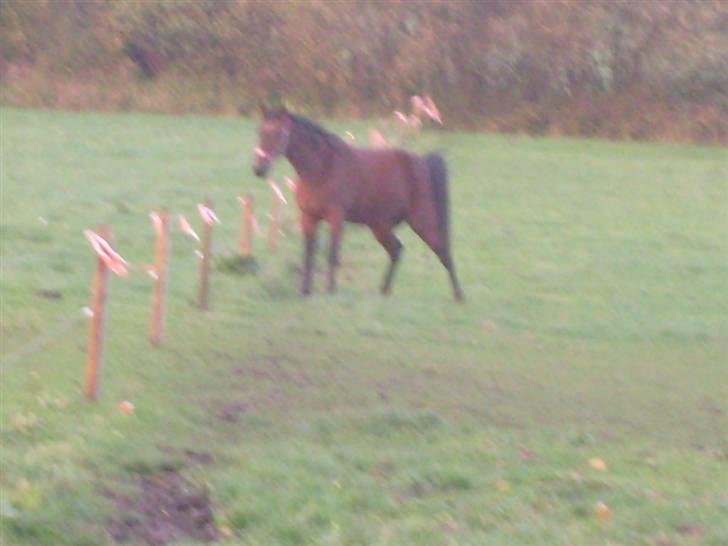 Traver Annabell billede 3