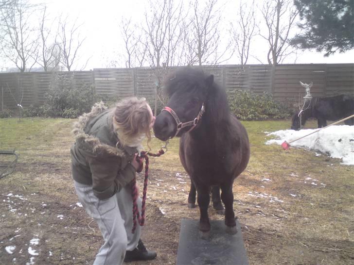 Shetlænder Winny SOLGT - en lille mysser billede 2