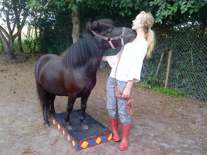 Shetlænder Winny SOLGT - we love billede 3