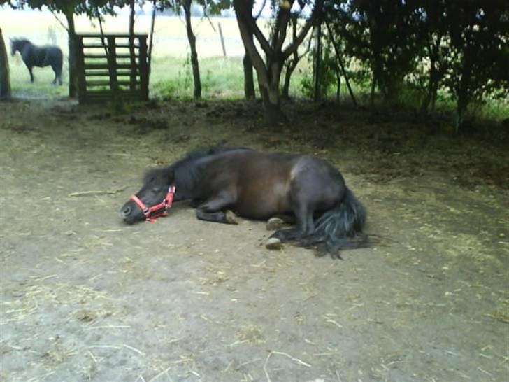 Shetlænder Winny SOLGT - ruller sig billede 4