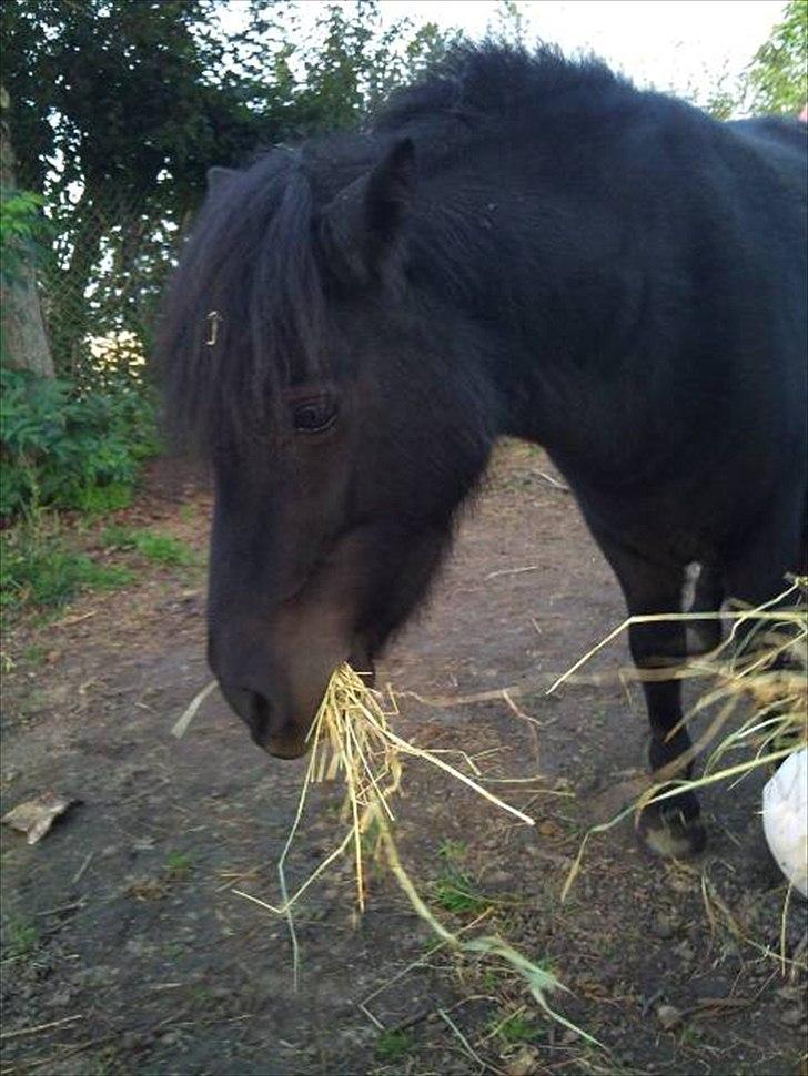 Shetlænder Winny SOLGT billede 5