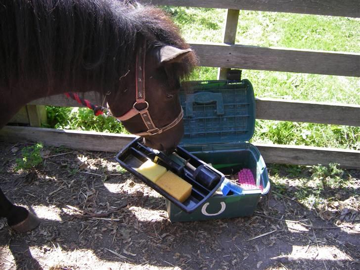 Shetlænder Winny SOLGT - du kan bare ikke lade vær med at undersøge den billede 6