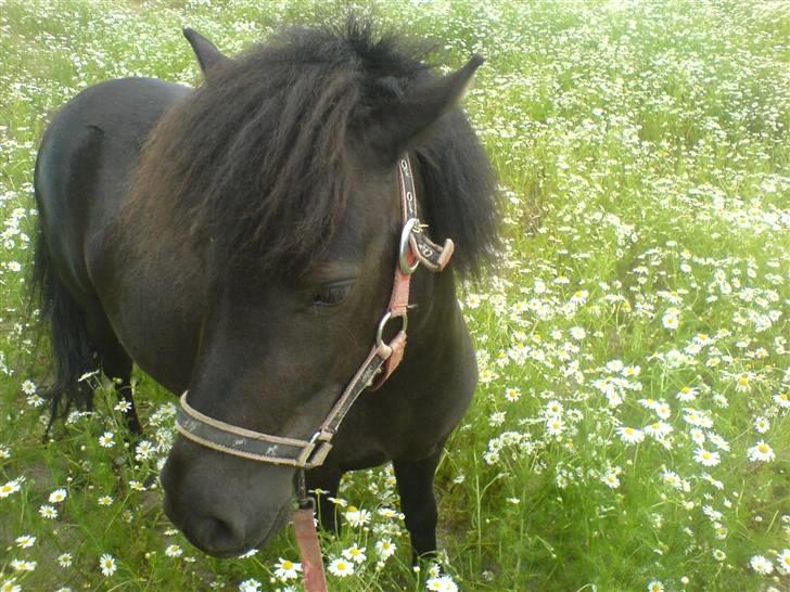 Shetlænder Winny SOLGT billede 7