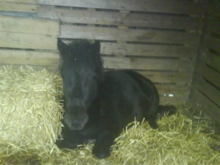 Shetlænder Winny SOLGT - ligger ved siden af halmballen billede 8