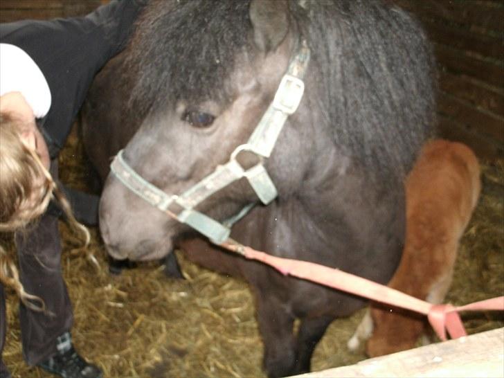 Shetlænder Winny SOLGT billede 9