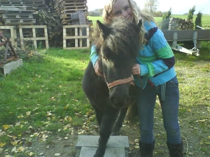 Shetlænder Winny SOLGT - en af de første gange hun trædder op på noget.  billede 10
