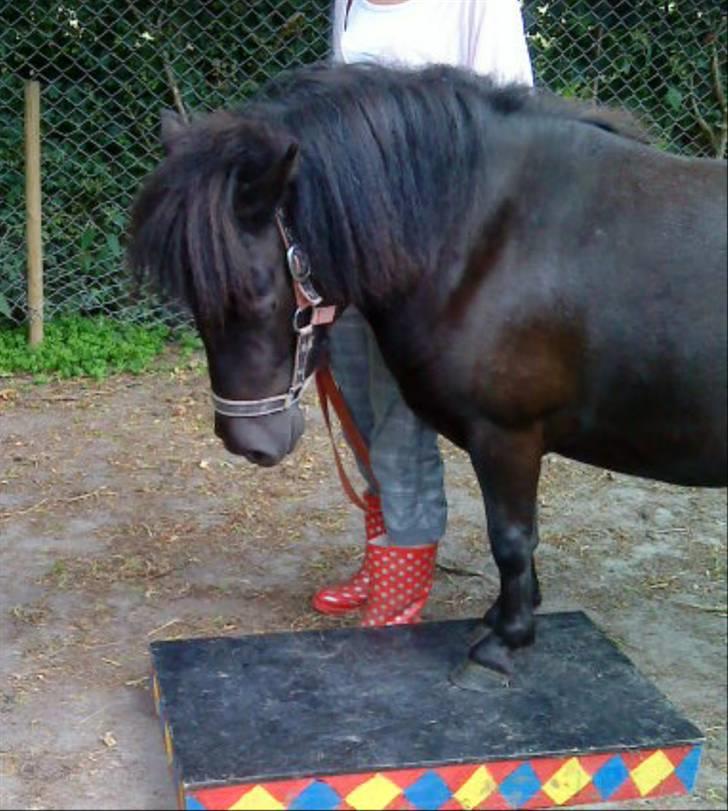 Shetlænder Winny SOLGT - love you winny billede 11