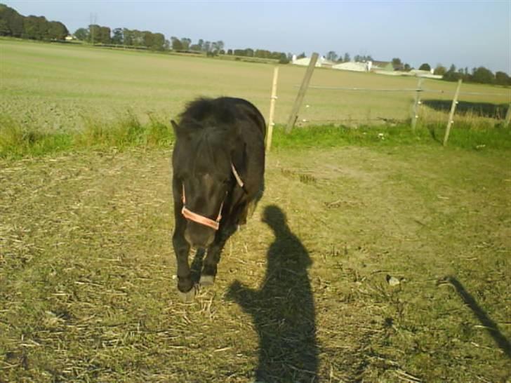 Shetlænder Winny SOLGT - går efter mig på folden billede 12
