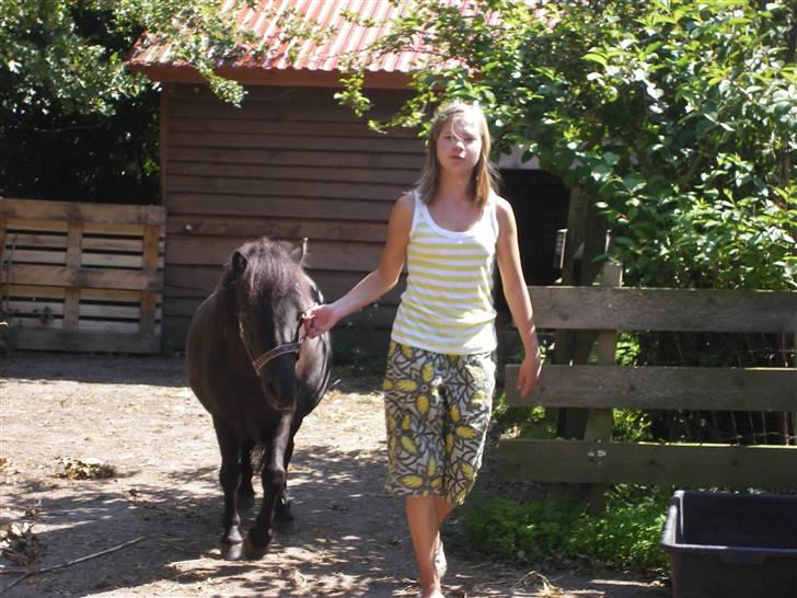 Shetlænder Winny SOLGT billede 13