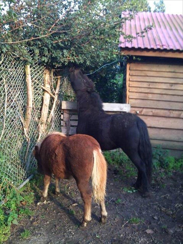 Shetlænder Winny SOLGT billede 14