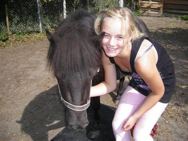 Shetlænder Winny SOLGT billede 15