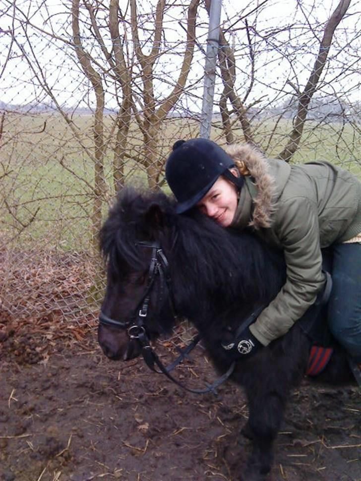 Shetlænder Winny SOLGT - min kramme bamse billede 16